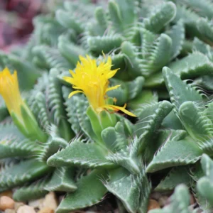 Tiger Jaw Faucaria Tigrina Succulent 2in Pot - Unique Houseplant