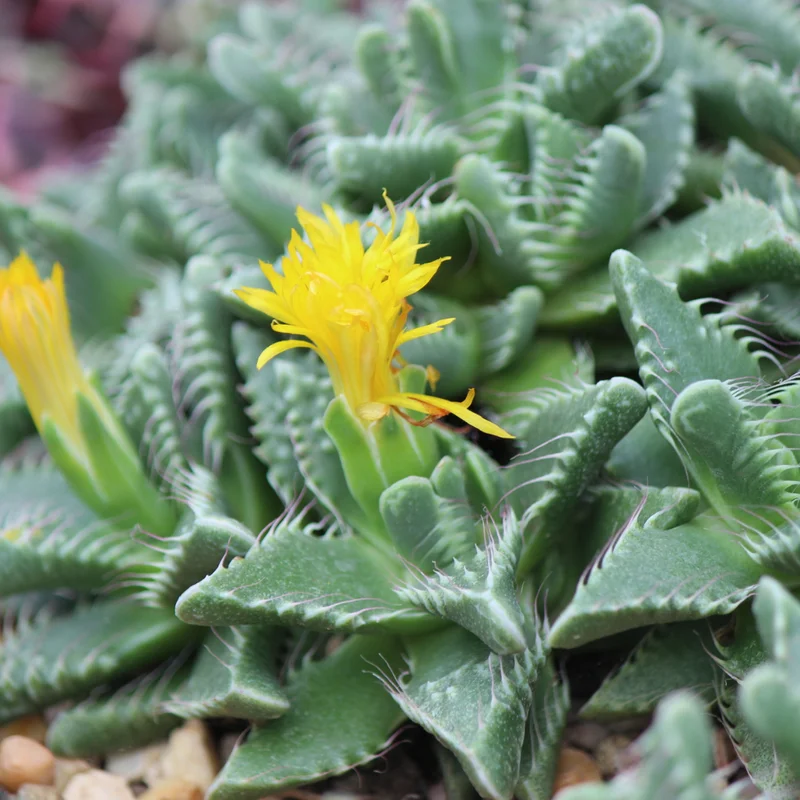 Tiger Jaw Faucaria Tigrina Succulent 2in Pot - Unique Houseplant