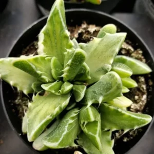 Tiger Jaw Faucaria Tigrina Succulent 2in Pot - Unique Houseplant