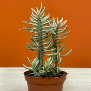 Devil's Backbone Succulent - Variegated Zig Zag Plant - 3 Inch Pot
