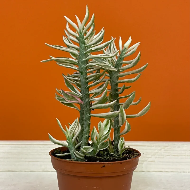 Devil's Backbone Succulent - Variegated Zig Zag Plant - 3 Inch Pot