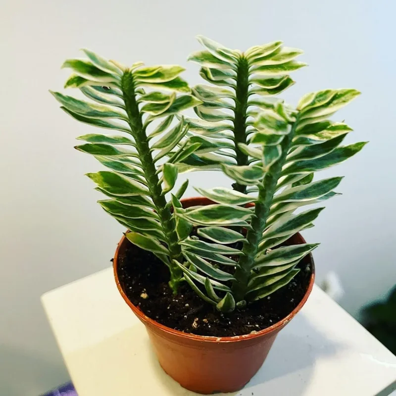 Devil's Backbone Variegated Succulent 3" Pot Decorative Indoor Plant Easy Care