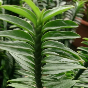 Devil's Backbone Variegated Succulent 3