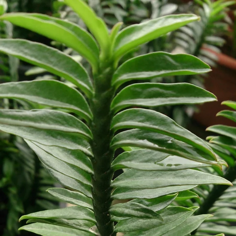 Devil's Backbone Variegated Succulent 3" Pot Decorative Indoor Plant Easy Care