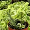 Curly Devil's Backbone Succulent Plant 3'' Pot - Unusual Indoor Plant