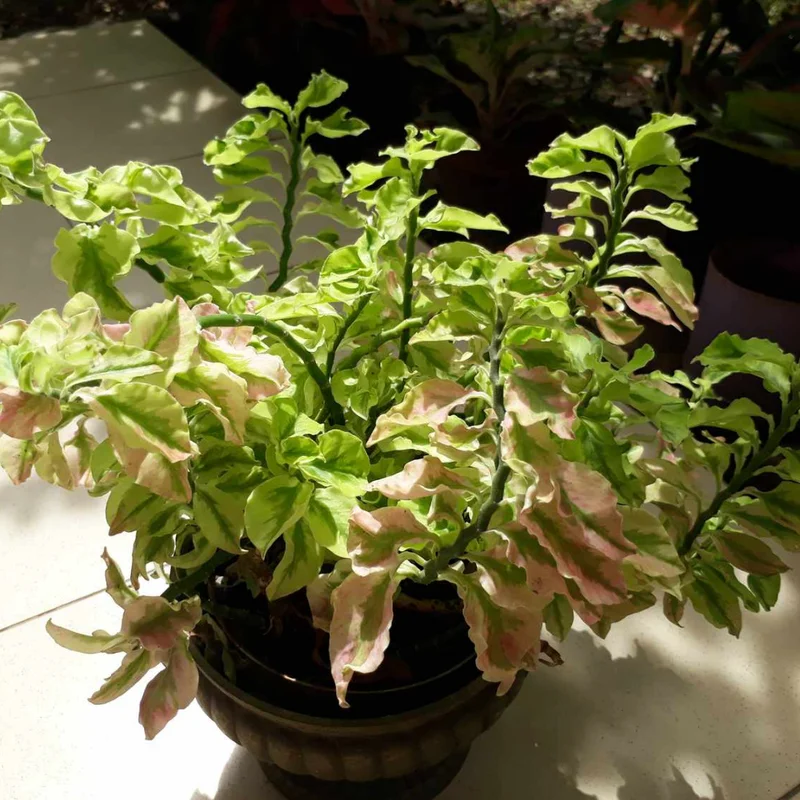 Curly Devil's Backbone Succulent Plant 3'' Pot - Unusual Indoor Plant