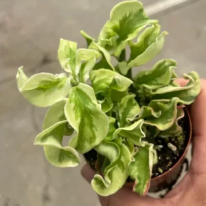 Curly Devil's Backbone Succulent Plant 3 inch Pot Unique Indoor Decor