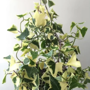 Variegated Wax Ivy Trailing Plant 4'' Pot - Indoor Hanging Plant