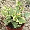 Variegated Wax Ivy Trailing Plant 4'' Pot - Indoor Hanging Plant