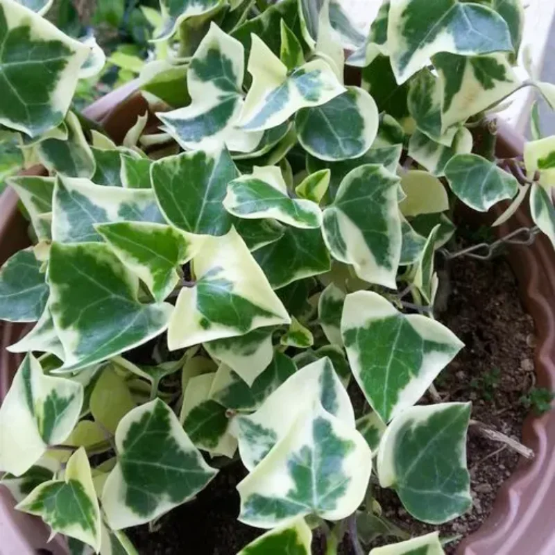 Variegated Wax Ivy Trailing Plant 4'' Pot - Indoor Hanging Plant