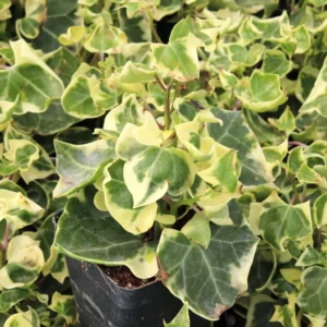 Variegated Wax Ivy Trailing Plant 4'' Pot - Indoor Hanging Plant