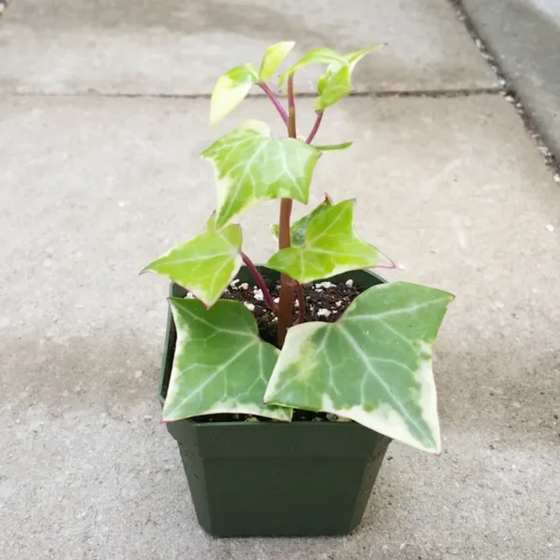 Variegated Wax Ivy Trailing Plant - 6 Inch Pot - Unique Foliage