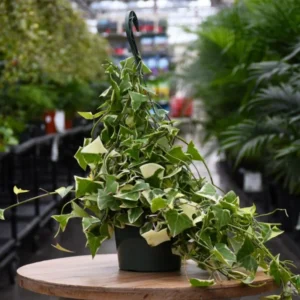 Variegated Wax Ivy Trailing Plant - 6 Inch Pot - Unique Foliage