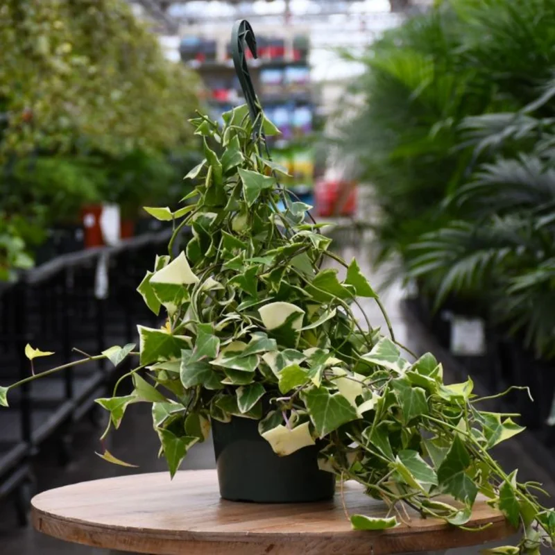 Variegated Wax Ivy Trailing Plant - 6 Inch Pot - Unique Foliage