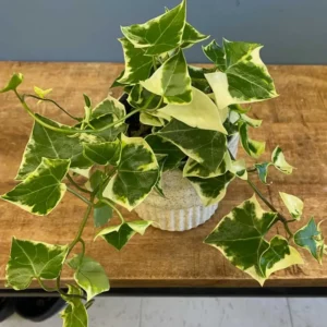 Variegated Wax Ivy Trailing Plant - 6 Inch Pot - Unique Foliage