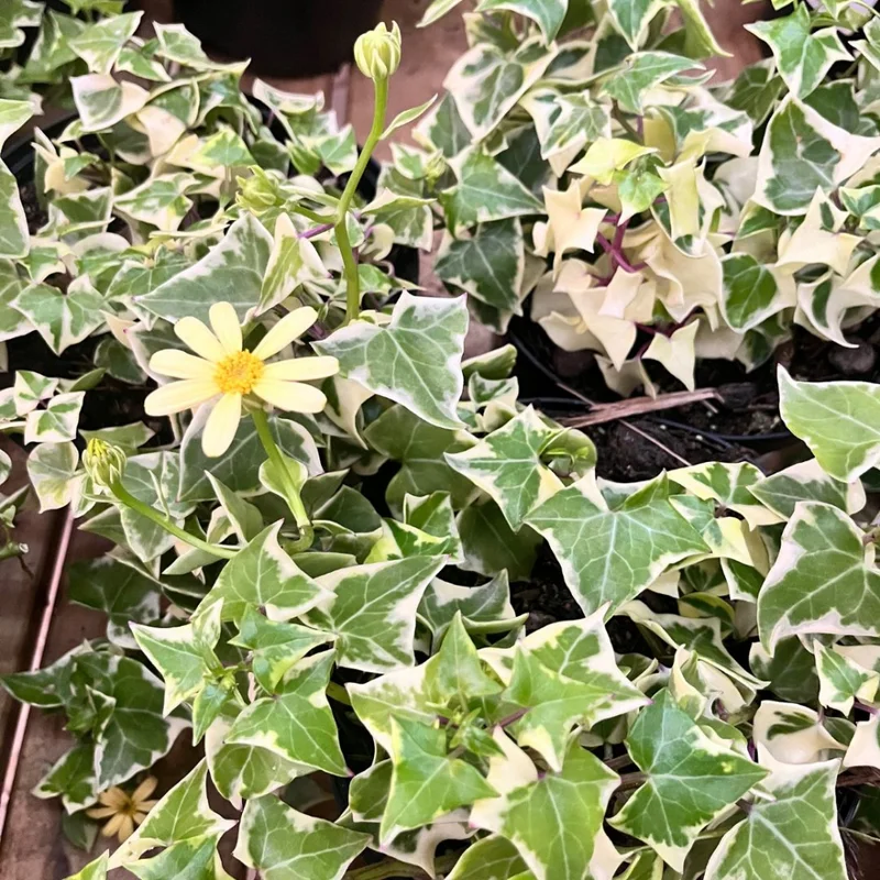 Variegated Wax Ivy Trailing Plant - 6 Inch Pot - Unique Foliage