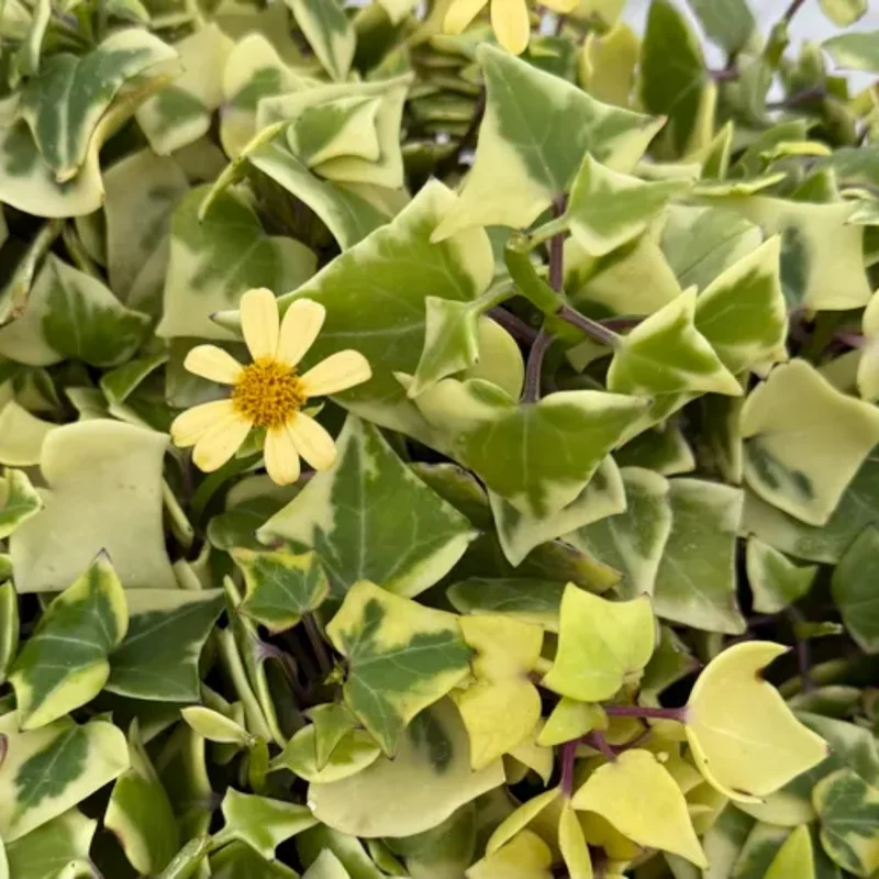 Variegated Wax Ivy Trailing Plant - 6 Inch Pot - Unique Foliage