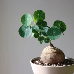 Stephania Cephalantha Caudex Plant 2.5-3in - Unique Indoor Plant