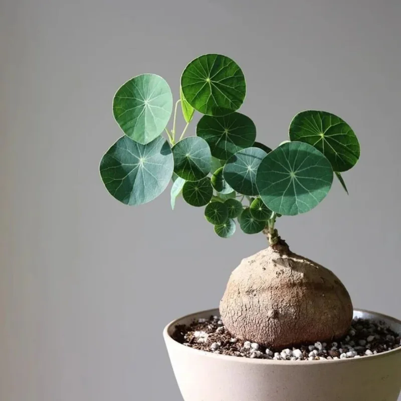 Stephania Cephalantha Caudex Plant 2.5-3in - Unique Indoor Plant