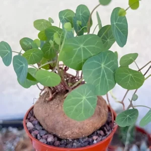 Stephania Cephalantha Caudex Plant 2.5-3in - Unique Indoor Plant