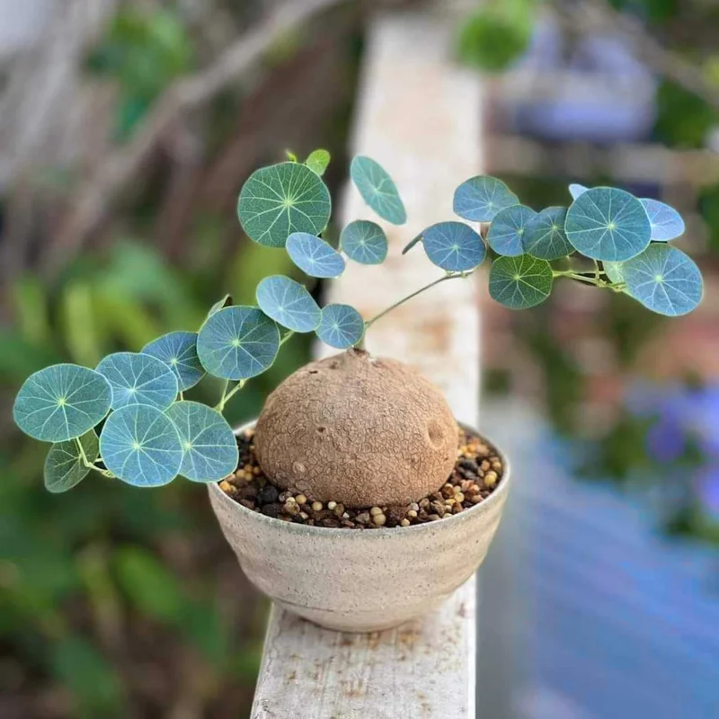 Stephania Cephalantha Caudex Plant 3-3.5 inch Rare Indoor Plant