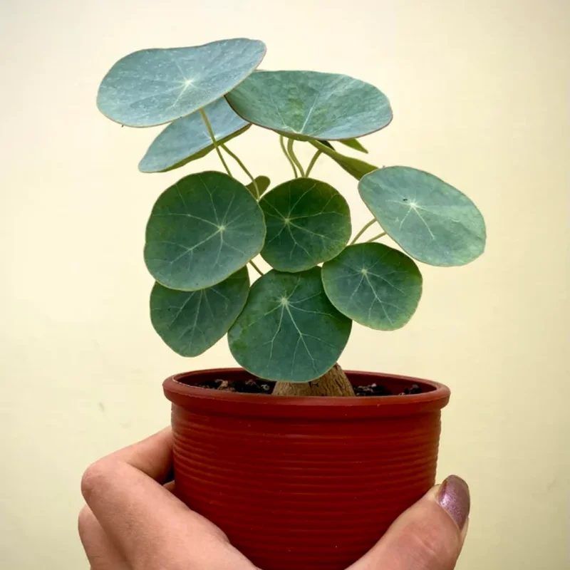 Stephania Cephalantha Caudex Plant 3-3.5 inch Rare Indoor Plant