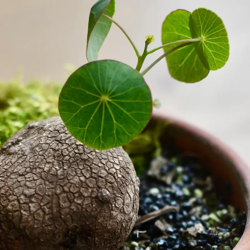 Stephania Cephalantha Caudex Plant 3-3.5 inch Rare Indoor Plant