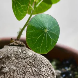 Stephania Cephalantha Caudex - Live Plant 3.5-4 inch Unique Houseplant