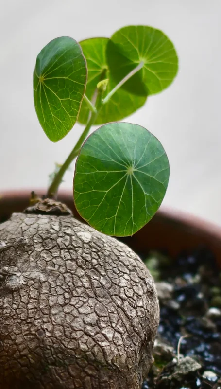 Stephania Cephalantha Caudex - Live Plant 3.5-4 inch Unique Houseplant