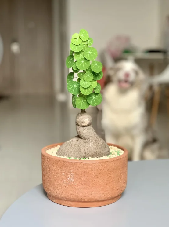 Stephania Cephalantha Caudex - Live Plant 3.5-4 inch Unique Houseplant