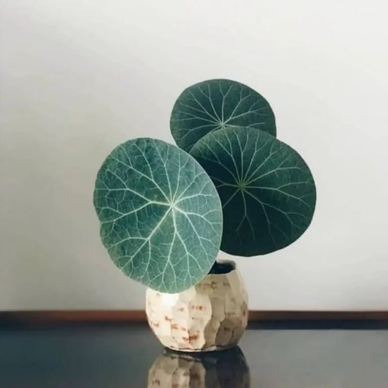 Stephania Cephalantha Caudex Plant 4-4.5in Rare Indoor Plant