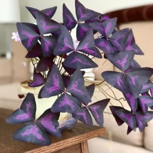 Oxalis Triangularis Purple Shamrock Plant Live 4-8 Inch Ornamental