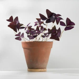Oxalis Triangularis Purple Shamrock Plant Live 4-8 Inch Ornamental