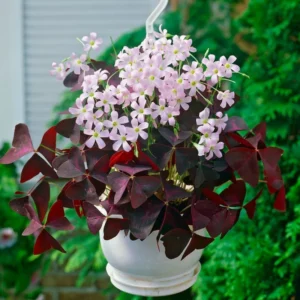 Oxalis Triangularis Purple Shamrock Plant Live 4-8 Inch Ornamental