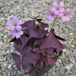 Oxalis Triangularis Purple Shamrock Plant Live 4-8 Inch Ornamental