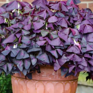 Oxalis Triangularis Purple Shamrock Plant Live 4-8 Inch Ornamental