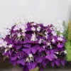Purple Shamrock Oxalis Triangularis Plants Set of 2, 4-8 Inch, Ornamental Foliage