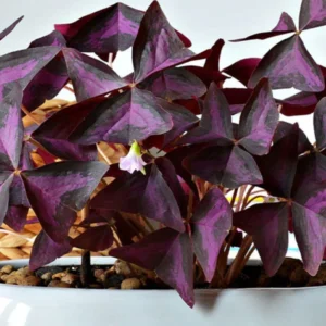 Purple Shamrock Oxalis Triangularis Plants Set of 2, 4-8 Inch, Ornamental Foliage