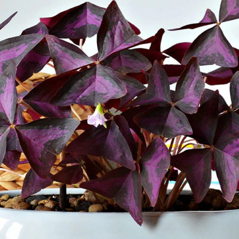 Purple Shamrock Oxalis Triangularis Plants Set of 2, 4-8 Inch, Ornamental Foliage