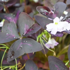 Purple Shamrock Oxalis Triangularis Plants Set of 2, 4-8 Inch, Ornamental Foliage