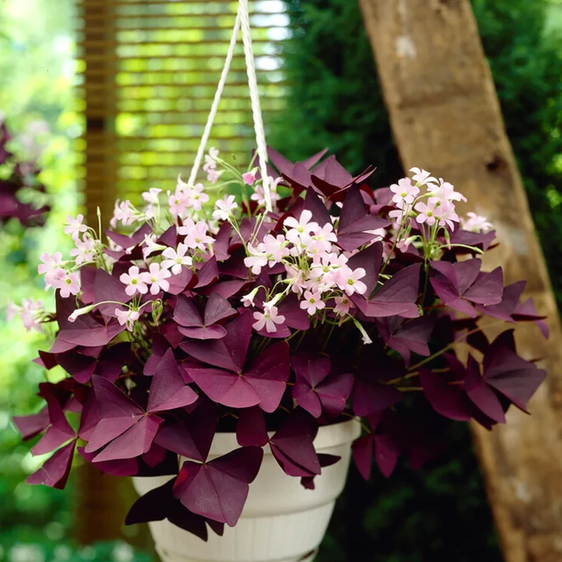 Purple Shamrock Oxalis Triangularis Plants Set of 2, 4-8 Inch, Ornamental Foliage