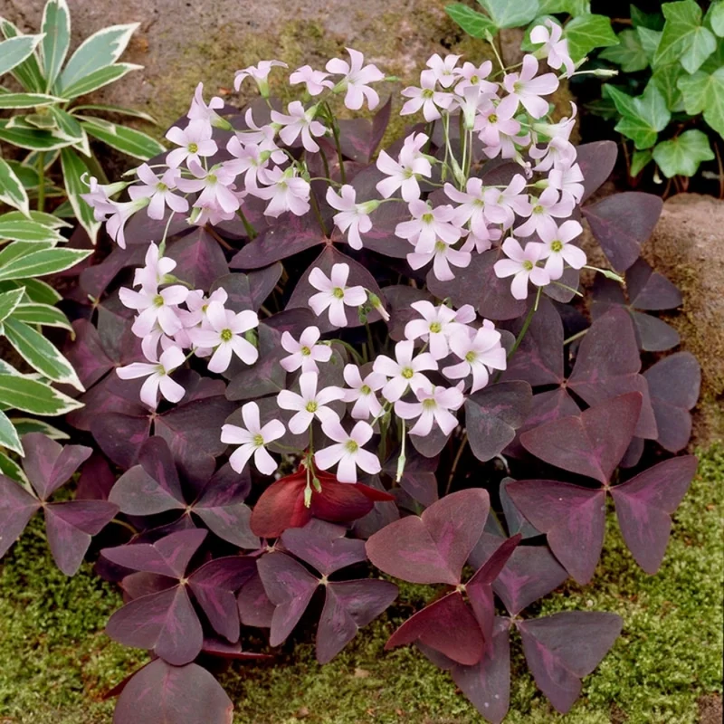 Purple Shamrock Oxalis Triangularis Plants Set of 2, 4-8 Inch, Ornamental Foliage
