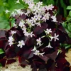 Purple Shamrock Oxalis Triangularis Plants Set - 4-8 Inch - Ornamental Foliage