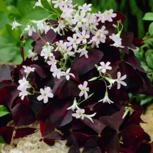 Purple Shamrock Oxalis Triangularis Plants Set - 4-8 Inch - Ornamental Foliage