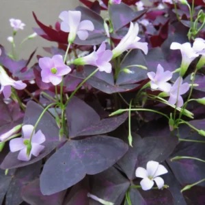 Purple Shamrock Oxalis Triangularis Plants Set - 4-8 Inch - Ornamental Foliage