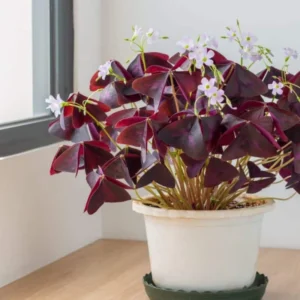 Purple Shamrock Oxalis Triangularis Plants Set - 4-8 Inch - Ornamental Foliage