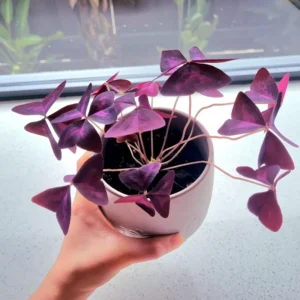Purple Shamrock Oxalis Triangularis Plants Set - 4-8 Inch - Ornamental Foliage