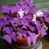 Purple Shamrock Oxalis Triangularis Plants Set - 4-8 Inch - Ornamental Foliage