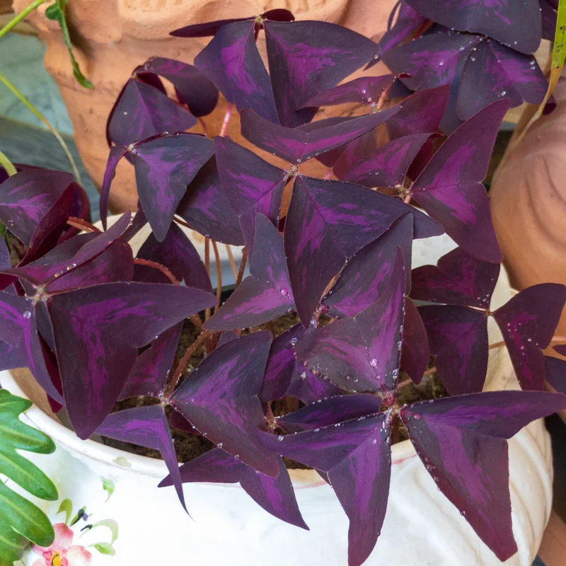 Purple Shamrock Oxalis Triangularis Plants Set - 4-8 Inch - Ornamental Foliage