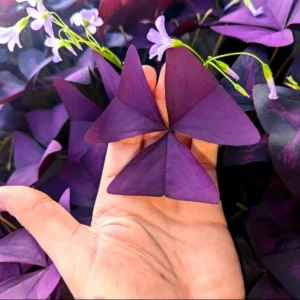 Purple Shamrock Oxalis Triangularis Plants Set - 4-8 Inch - Ornamental Foliage